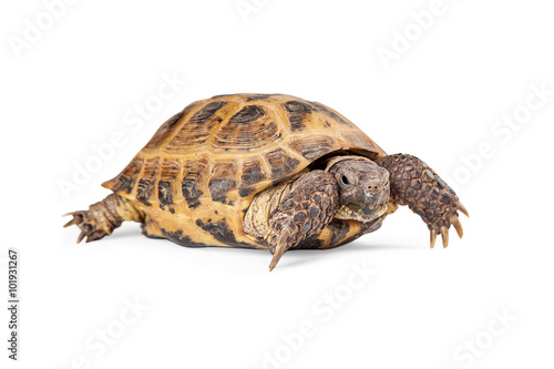 Russian Tortoise Crawling On White
