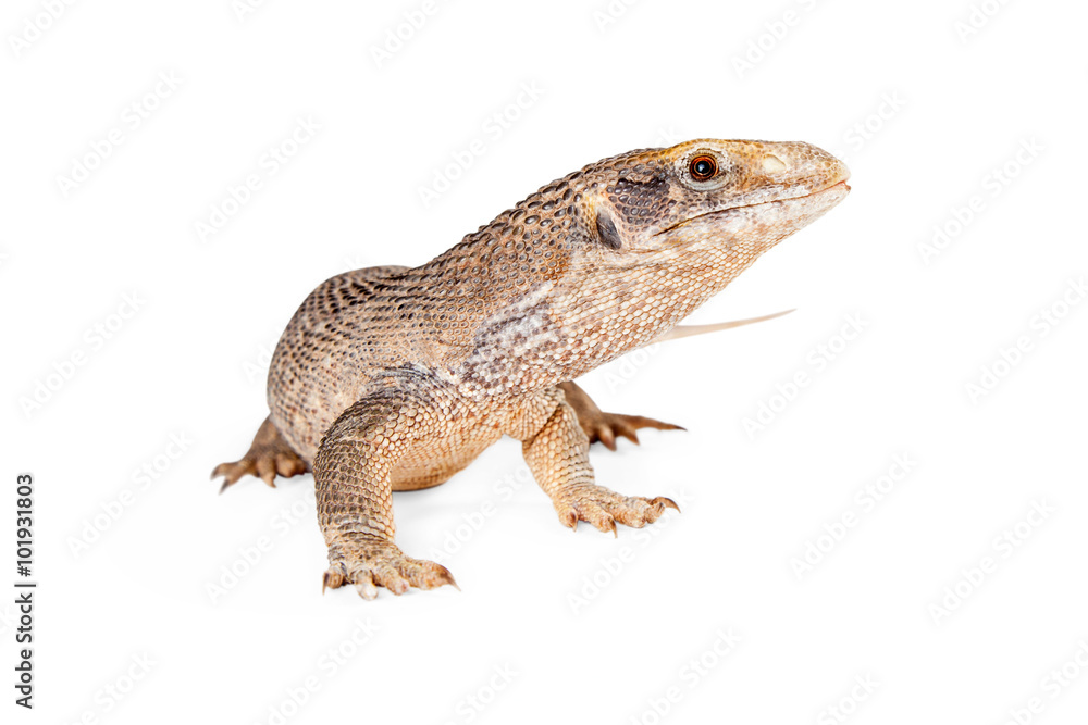 Young Savannah Monitor Lizard