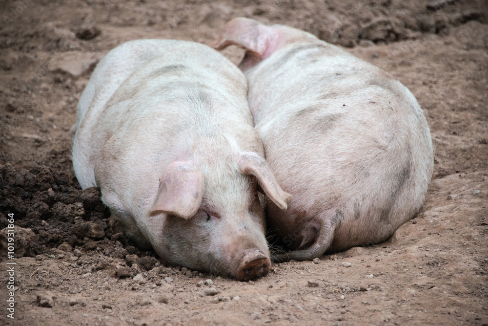 Two pigs sleeping next to each other Two pigs sleeping next to each other