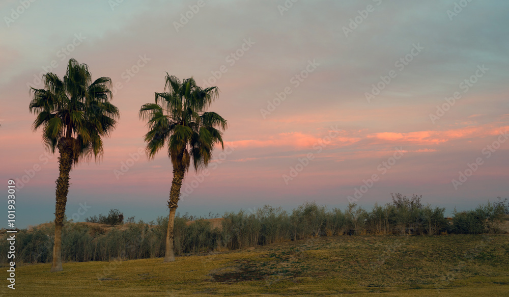 Palm Trees West Coast Tropical California Sunset