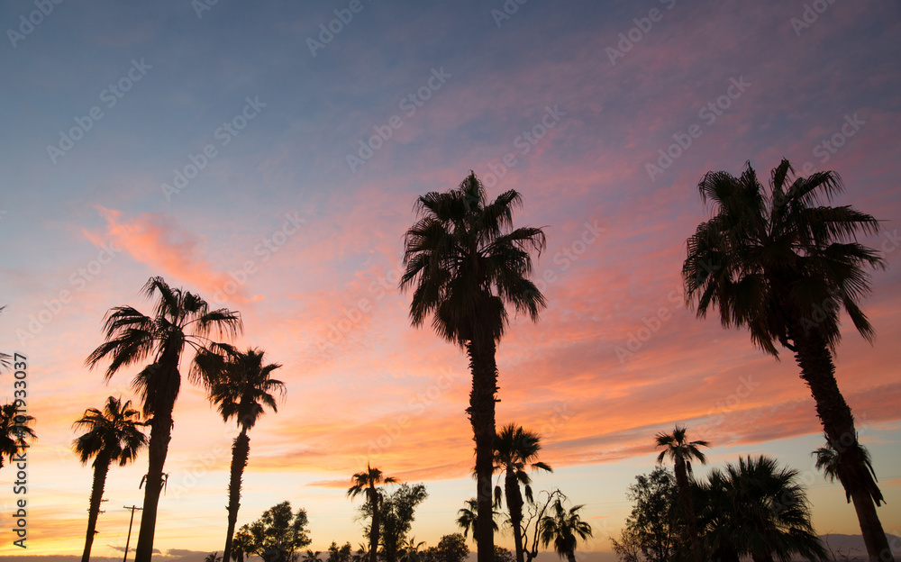 Obraz premium Palm Tree West Coast Tropical California Sunset