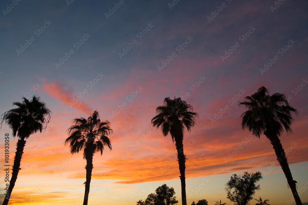 Obraz premium Palm Treee West Coast Tropical California Sunset
