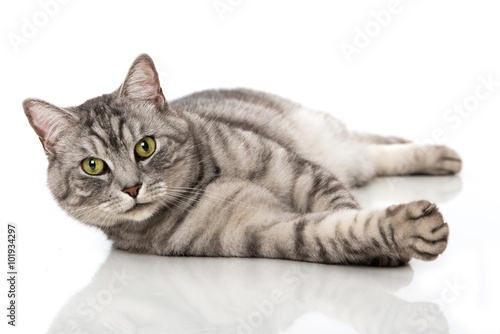 Fototapeta Naklejka Na Ścianę i Meble -  Getigerter Kater