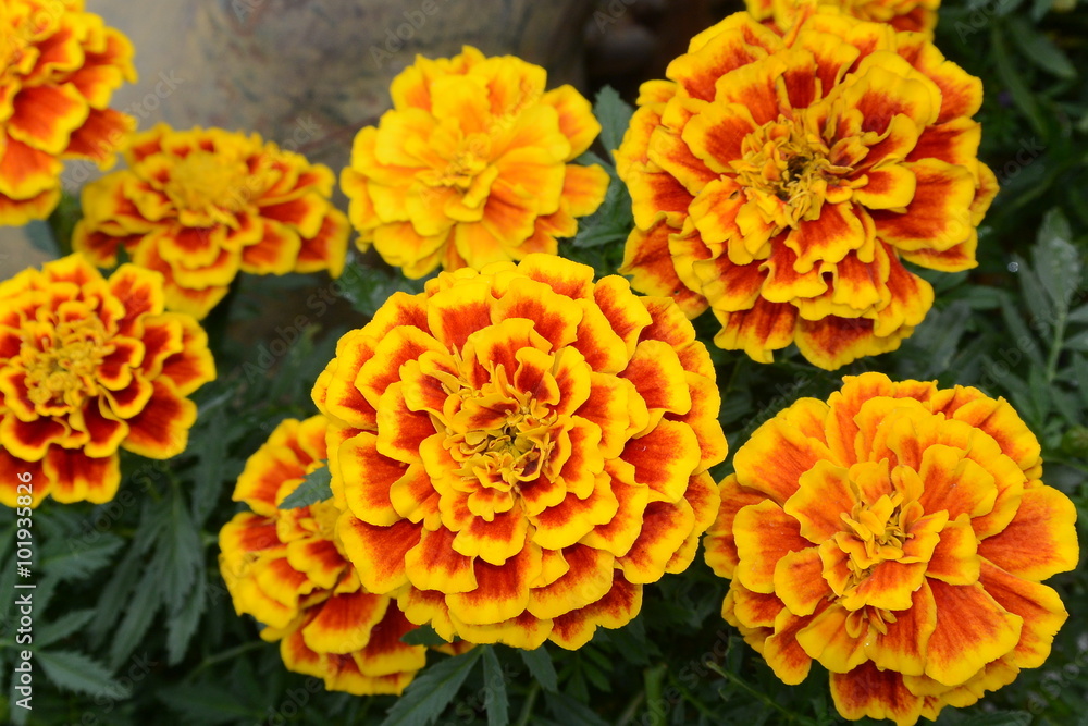 Marigolds Marigolds