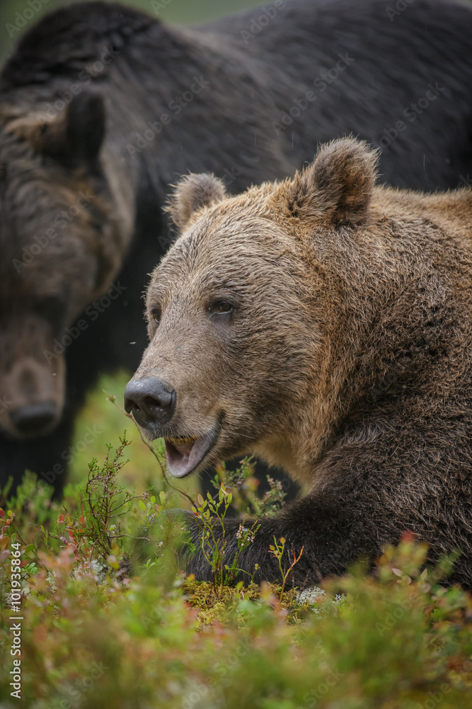 Two male brown bears in Finland's Boreal forest Two male brown bears in Finland's Boreal forest