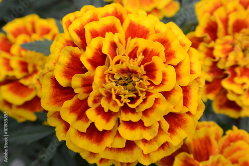 Marigolds 