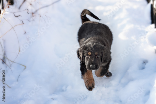 Fototapeta Naklejka Na Ścianę i Meble -  Black and golden hovawart puppy 
