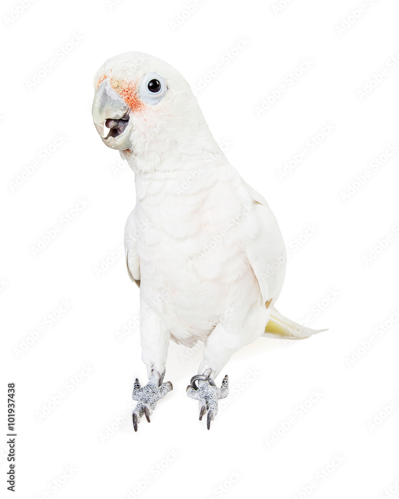 Beautiful white parrot bird isolated