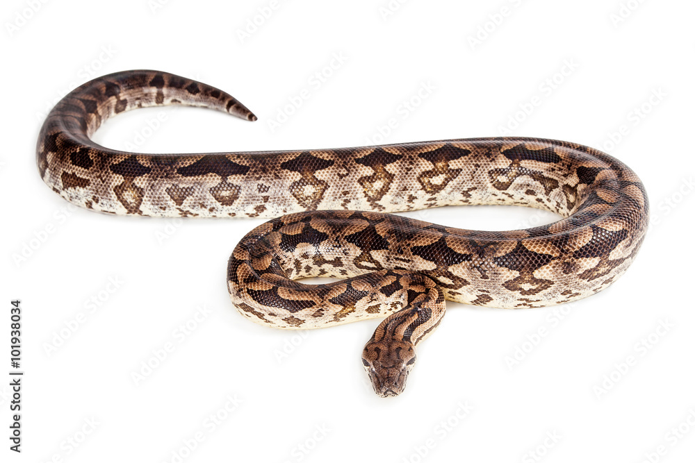 Dumeril's Boa Snake Isolated on White Dumeril's Boa Snake Isolated on White