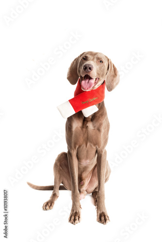 Cane di razza Weimaraner con sciarpa natalizia © vpardi