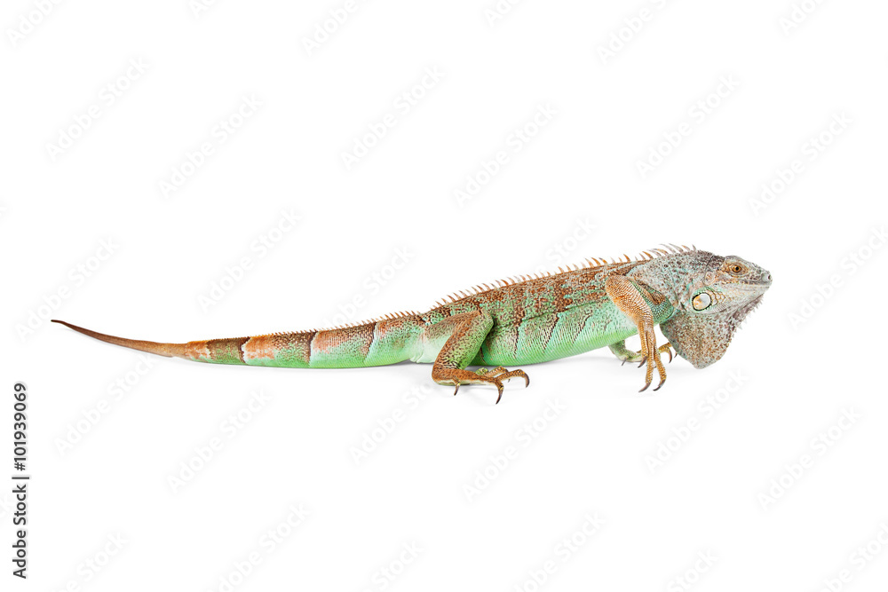 Iguana Profile - Isolated on White Iguana Profile - Isolated on White