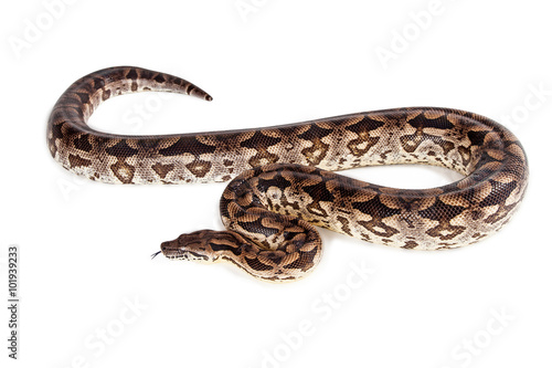 Large Boa Snake - Isolated on white