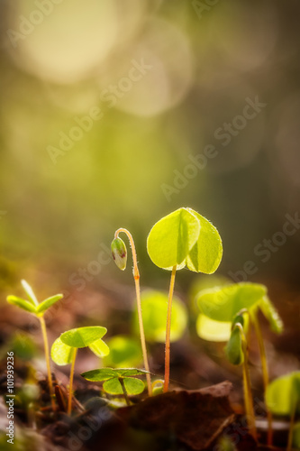 Wood sorrel with flower, backlight and bokeh