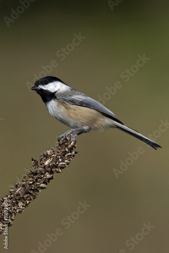 Black capped Chickadee (Parus atricapillus)