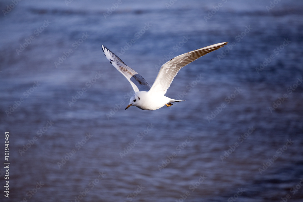 beautiful seagull flying on a background of water beautiful seagull flying on a background of water