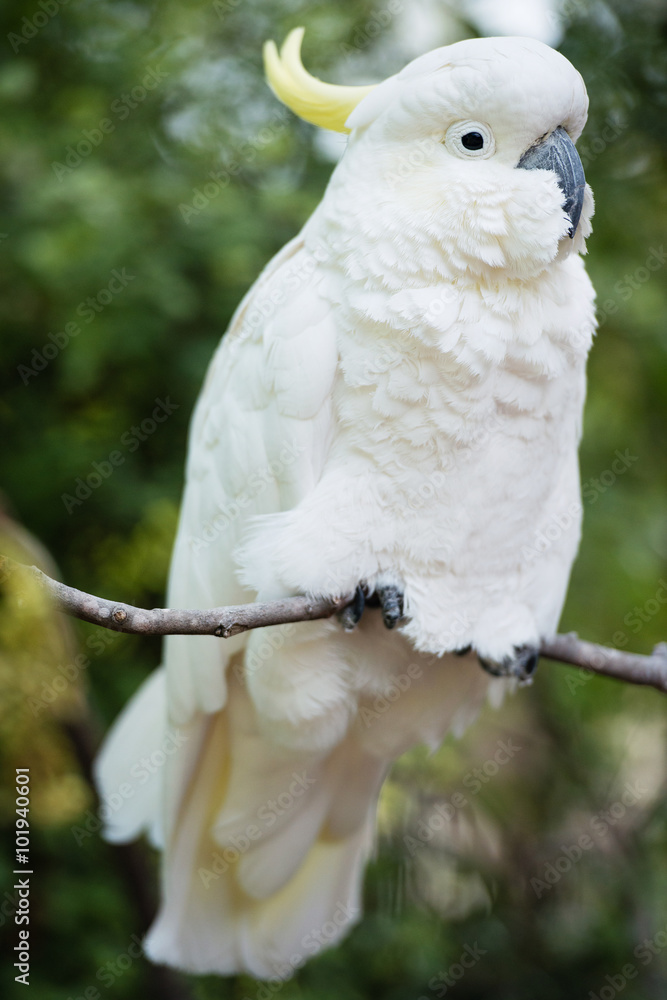 White sulphur-crested cockatoo portrait White sulphur-crested cockatoo portrait