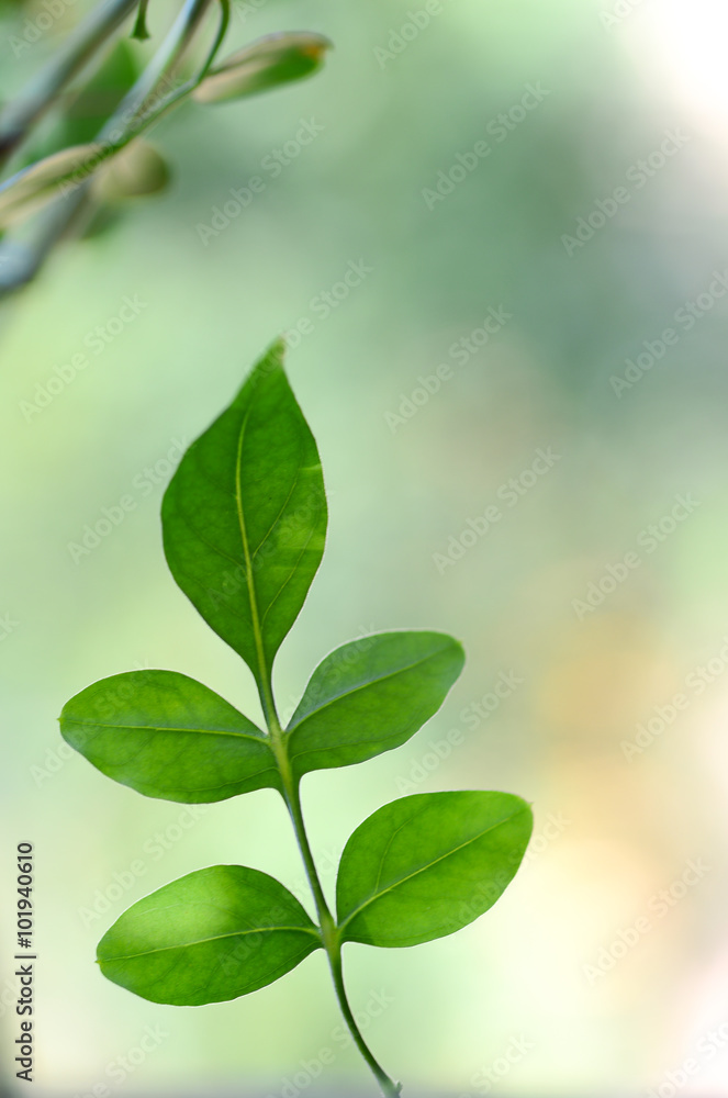 Bokeh leaves Bokeh leaves