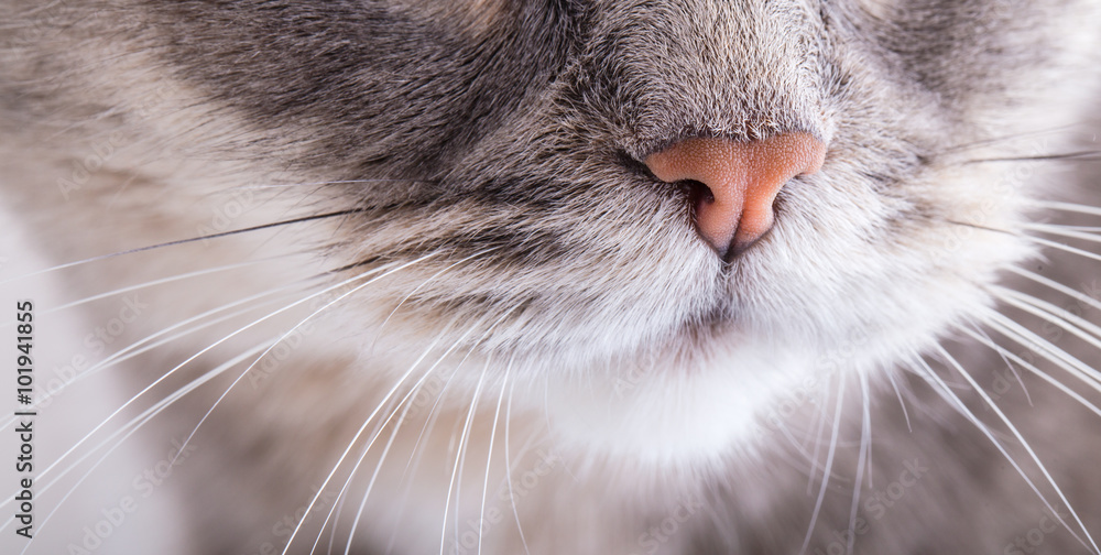 Fragment of a cat's muzzle: nose and moustaches. Close up, horizontal shot