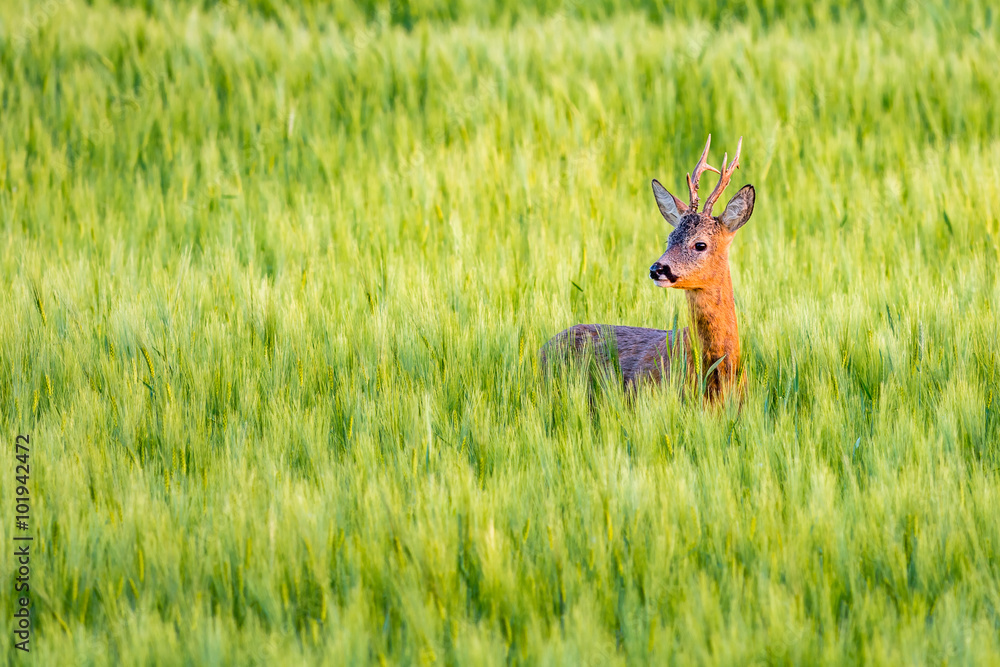 Roebuck in the cereal Roebuck in the cereal