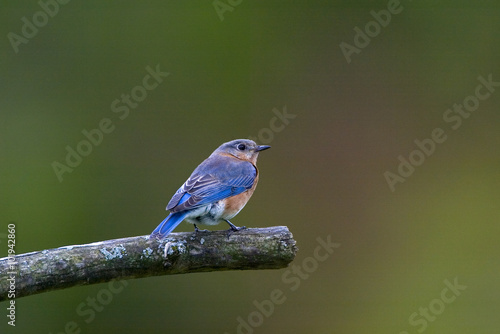 Eastern Bluebird (Sialia sialis) © geraldmarella