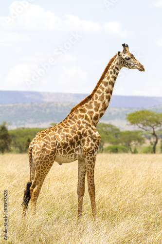 Long giraffe standing at the savannah in Serengeti