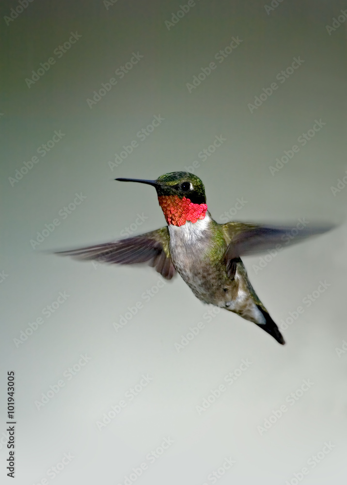 Fototapeta premium Ruby throated Hummingbird (Archilochus colubris)