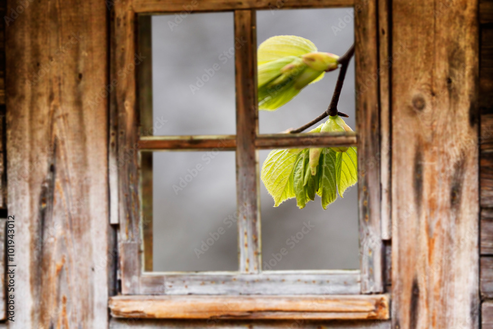 Old wooden window frame, spring, flowering trees. - obrazy, fototapety, plakaty 