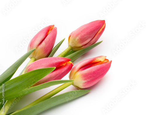 Tulips on the white background.