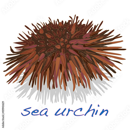 sea urchin isolated