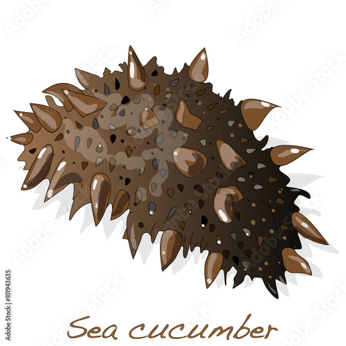 Sea cucumber isolated