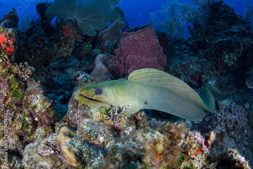 Moray Eel on Caribbean Reef
