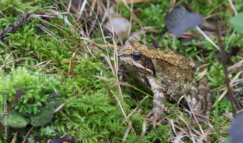 forest frog in native habitat