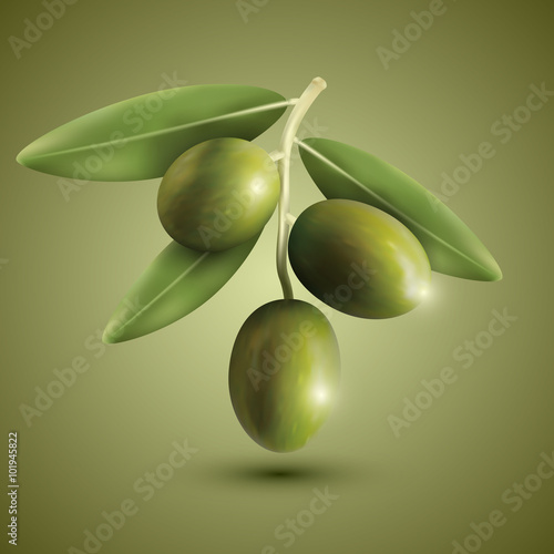 Green olive branches on a green background, vector illustration.