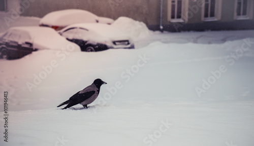 Gray urban crow in the snow looking for food