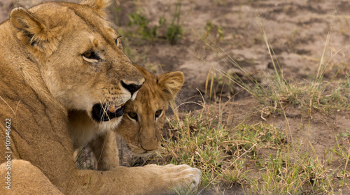 lioness with cub