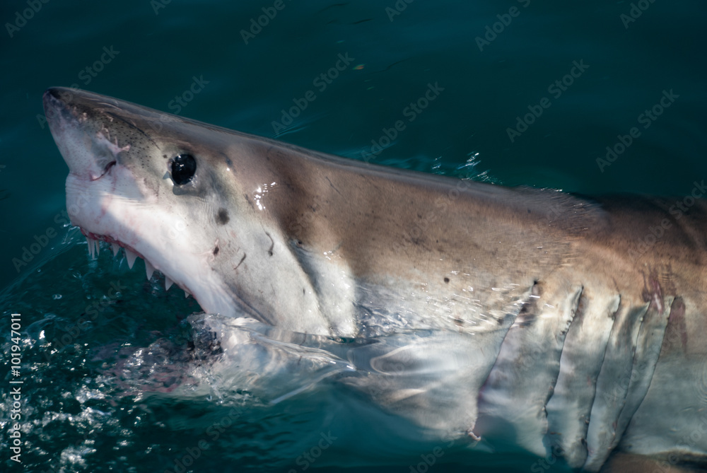 Naklejka premium Great white shark