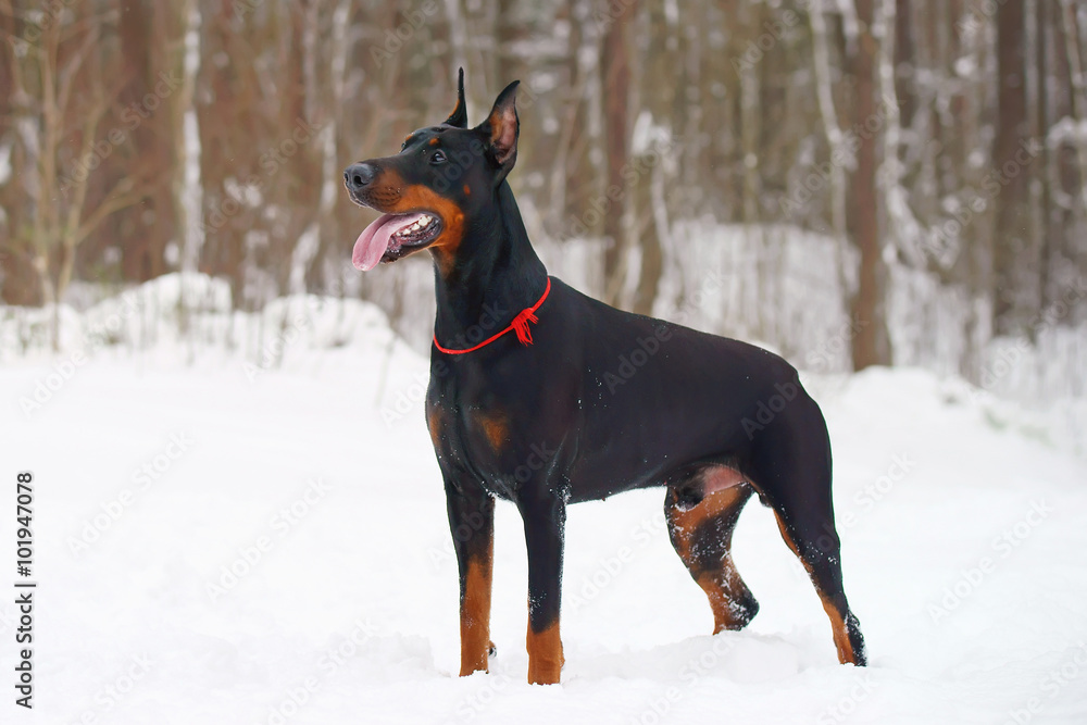 Black Doberman dog staying outdoors on the snow in winter forest