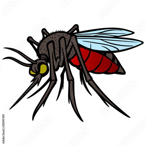 Mosquito