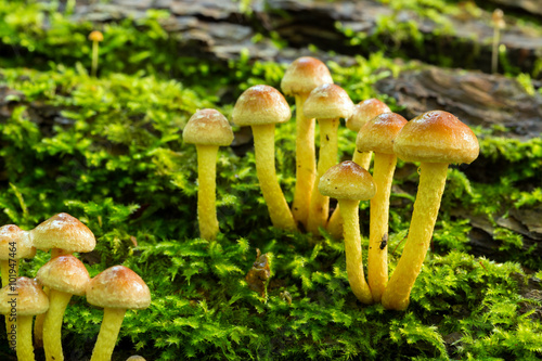 Mushrooms growing on mossy wood 