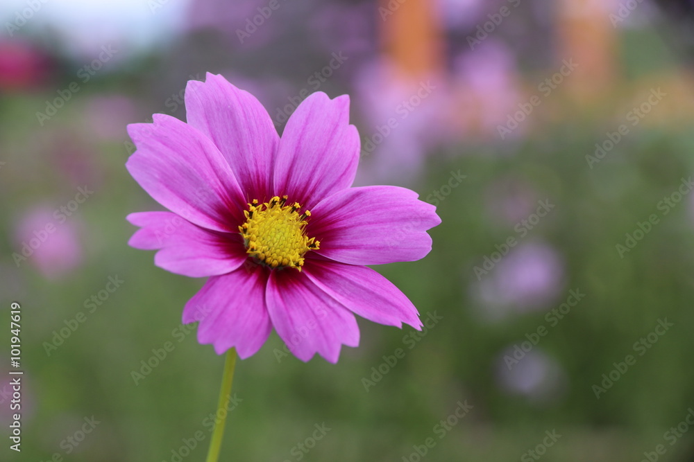 Purple flowers. Purple flowers.