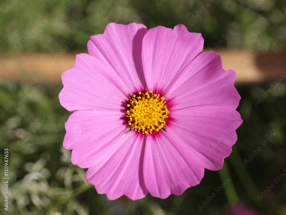 Obraz premium Purple flowers.