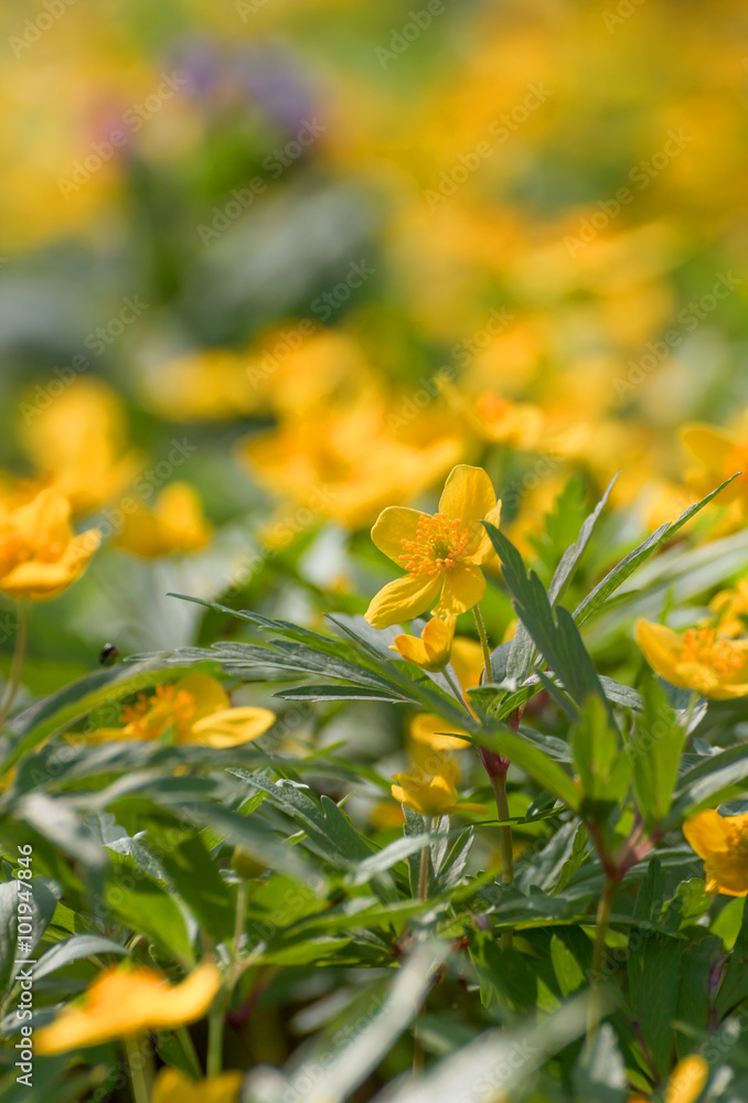 Fototapeta premium Spring forest. Spring flowers - Anemone Ranunculoides on blurred background