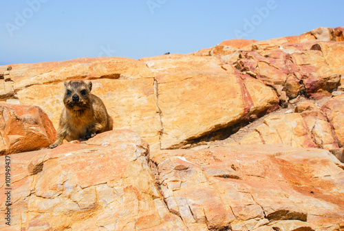 A dassie, or rock hyrax, sitting on a cliff top in South Africa