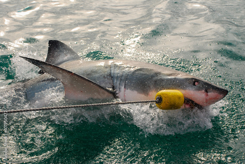 Great white shark (Carcharodon carcharias)