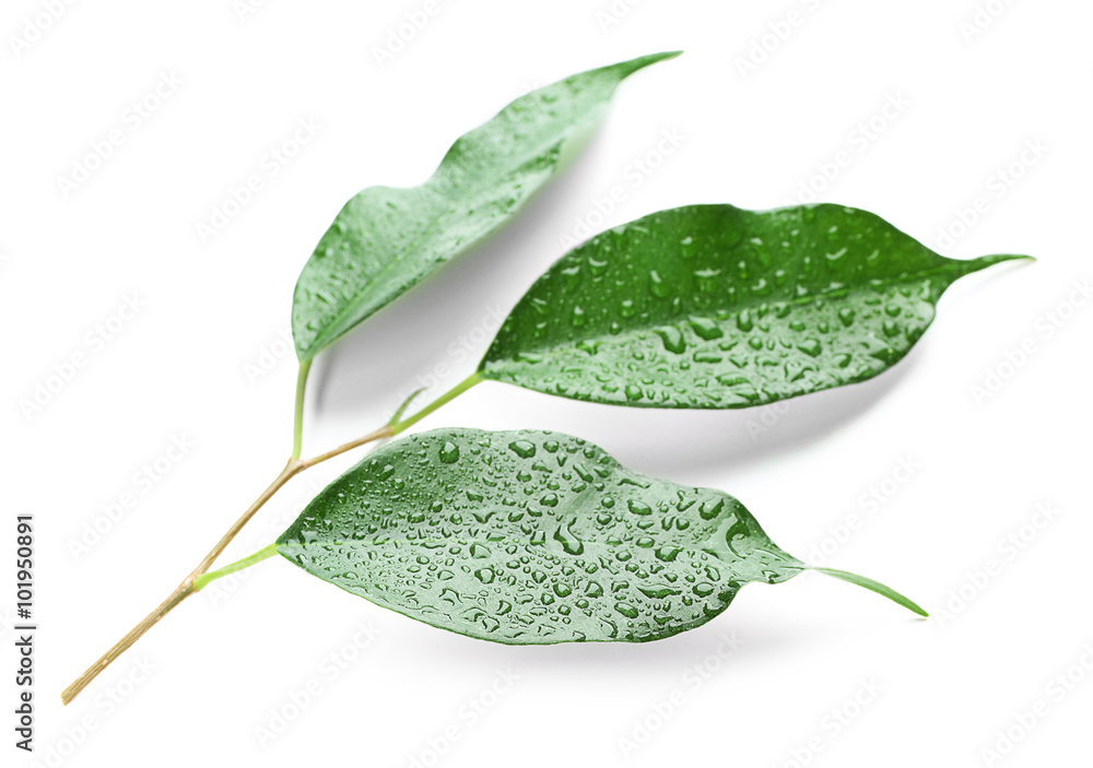 Fotografie Green leaf with water drops isolated on white