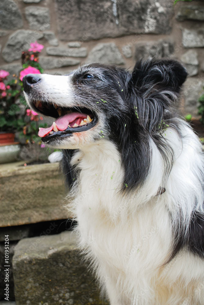 Fototapeta premium An elderly border collie in a yard