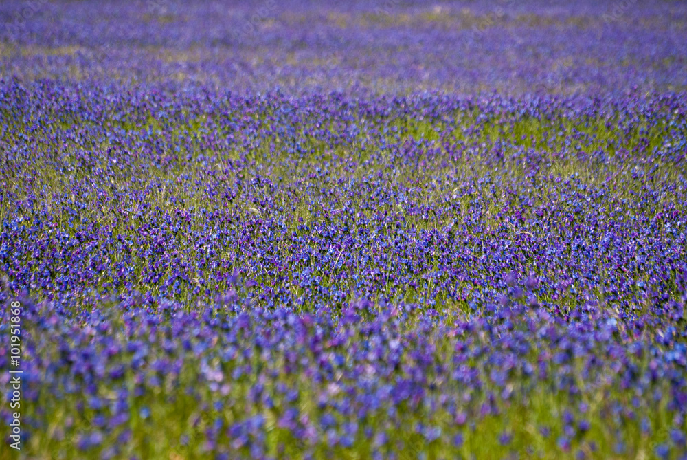 Ταπετσαρία Paterson's Curse, a purple flower, in a field in South Africa