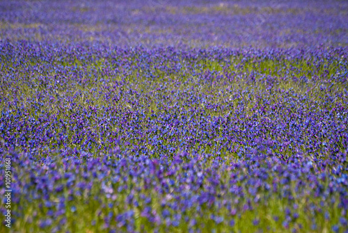 Paterson's Curse, a purple flower, in a field in South Africa
