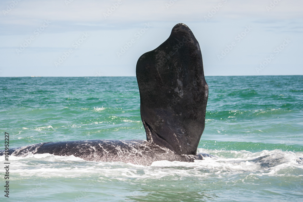 Fototapeta premium Southern Right Whale fin in Gansbaai, South Africa