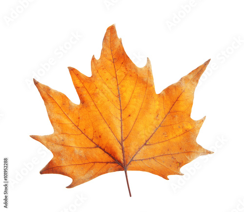 Golden autumn leaf isolated on white background